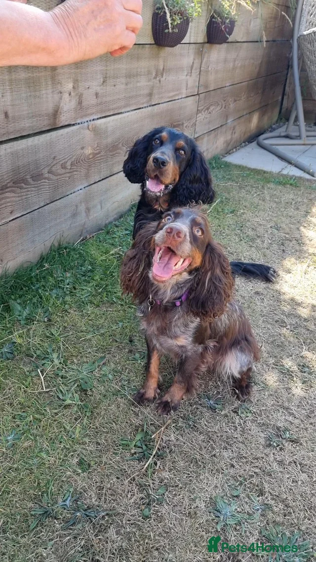 Co Spaniel Gorgeous Cocker Spaniels for sale in Bridgend | Pets4Homes