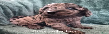 Labradoodle 1