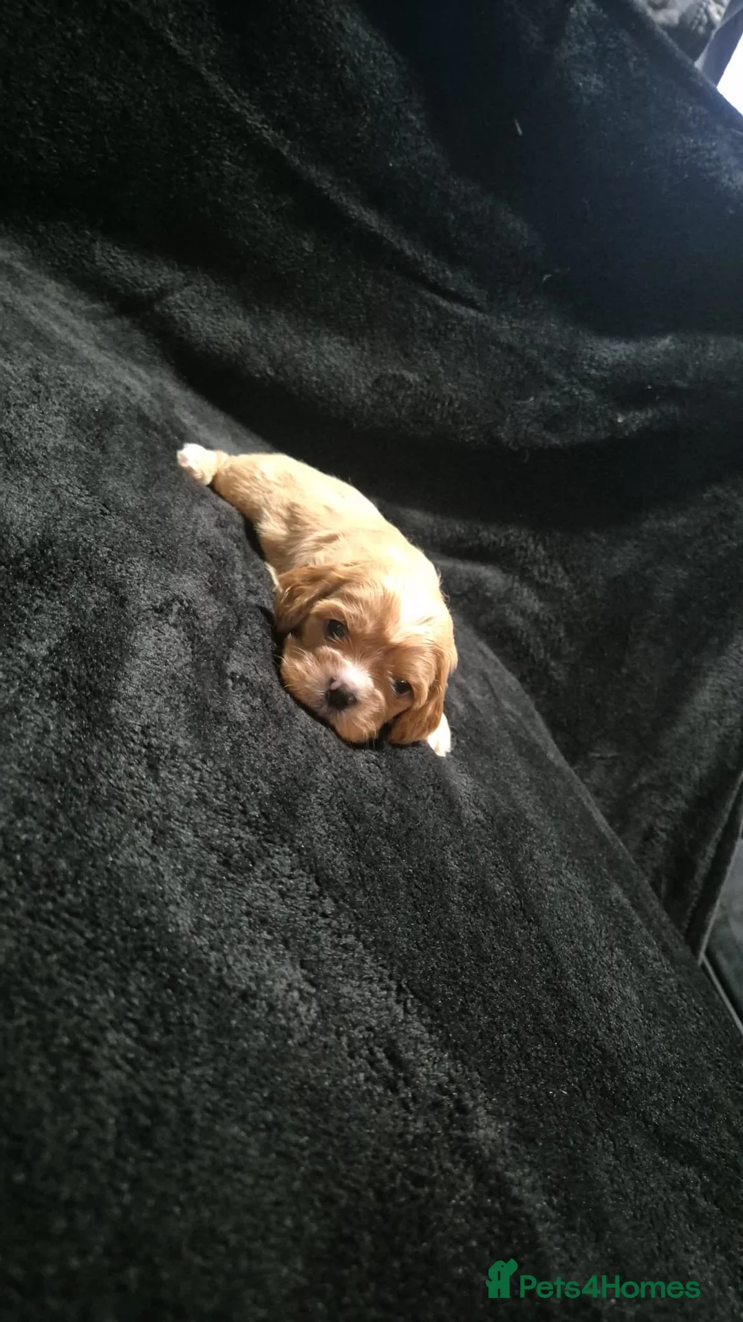 Mixed Breed dogs for sale: Cava tzu puppies - Advert 6