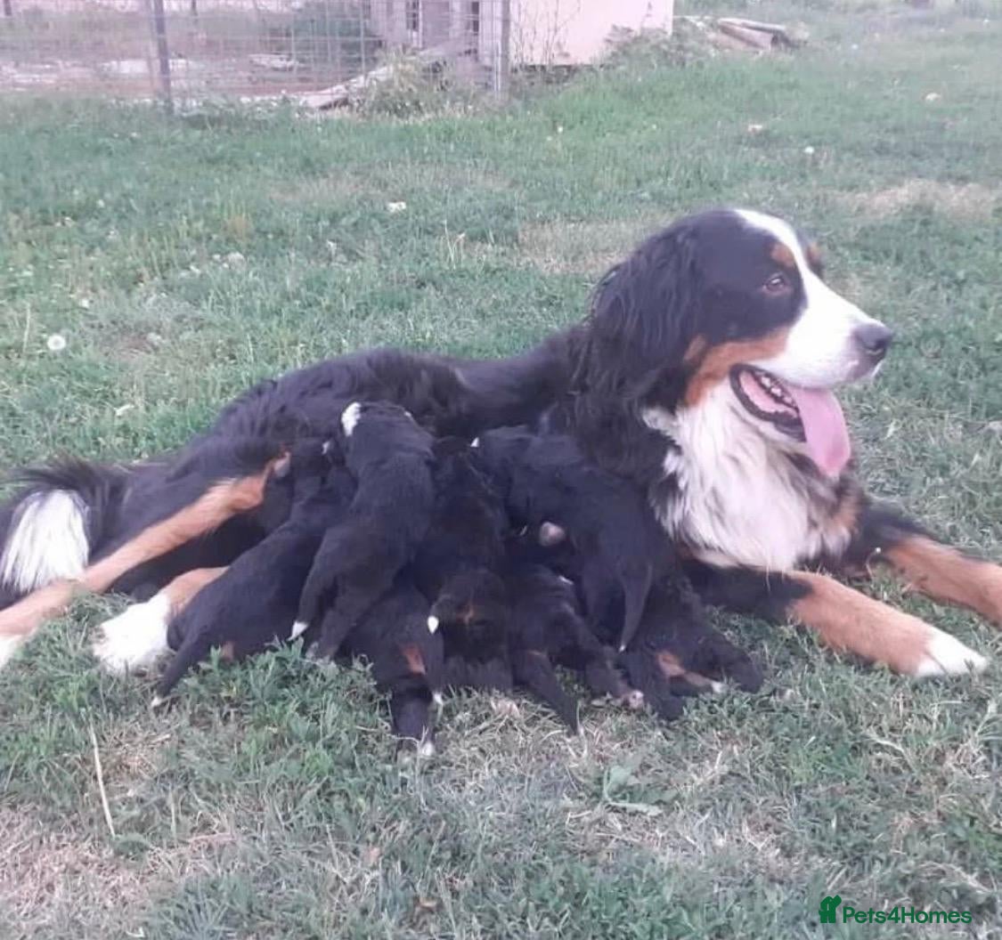Bernese Mountain Dog dogs Adorable Bernese Mountain Dog puppies Available - Advert 1