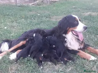 Bernese Mountain Dog dogs Adorable Bernese Mountain Dog puppies Available - Advert 5