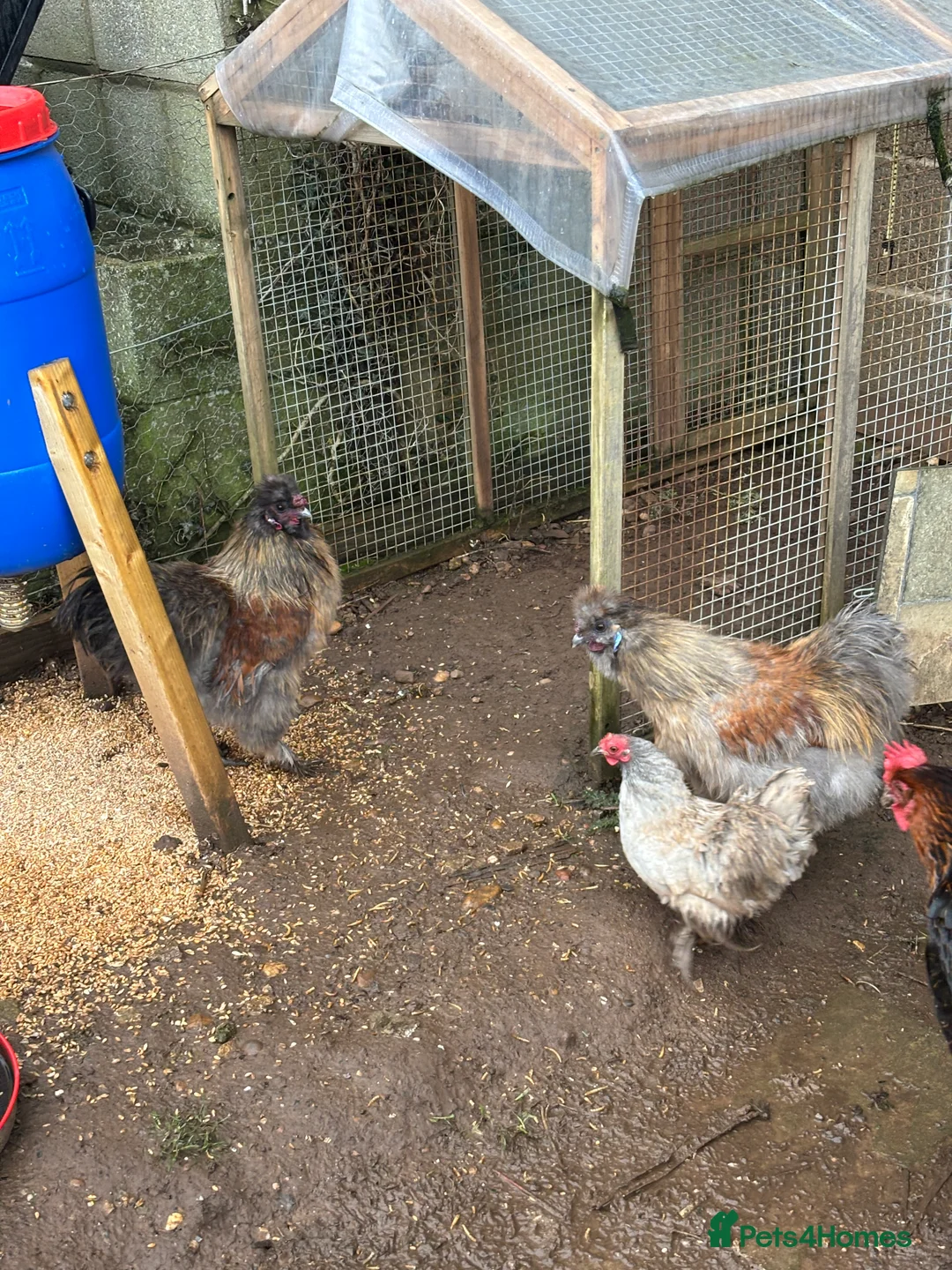 Chickens poultry for sale: Silkie Cockeral - Advert 5