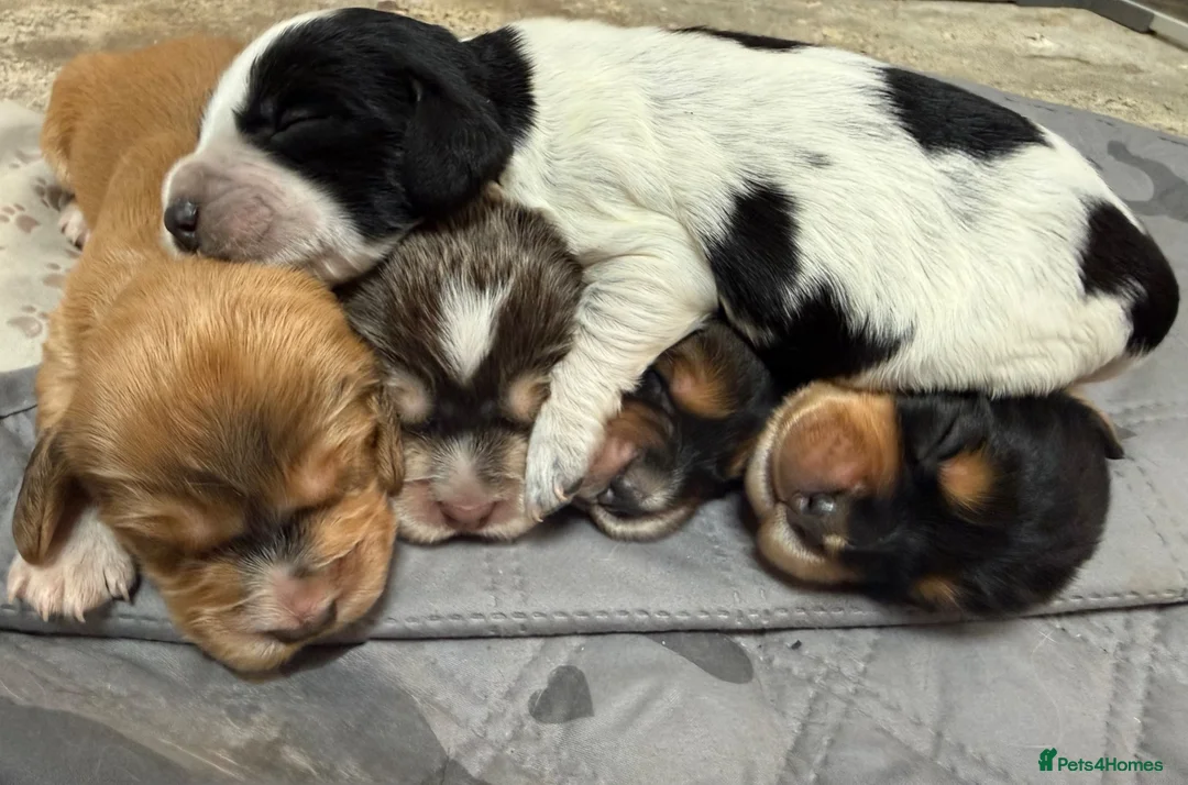 Cocker Spaniel dogs for sale: 🐾Beautiful ShowxWorking Cocker Spaniel Puppies 🐾 in Maidstone - Advert 7