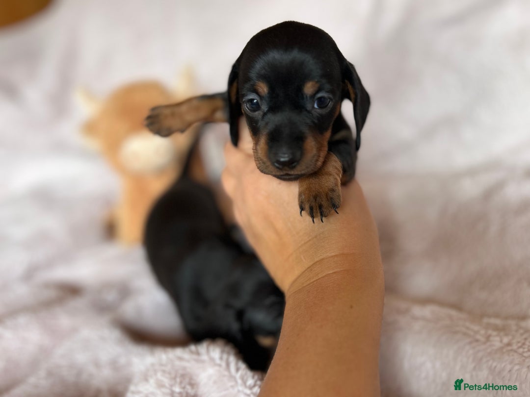 Dachshund dogs for sale: 7 Gorgeous puppies  - Image 4