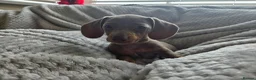 Miniature Dachshund dogs for sale: Only 2 left! Miniature Dachshund Puppies - Advert 17