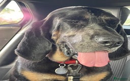 Bloodhound dogs for sale:  Esther, six-year-old female bloodhood - Image 4