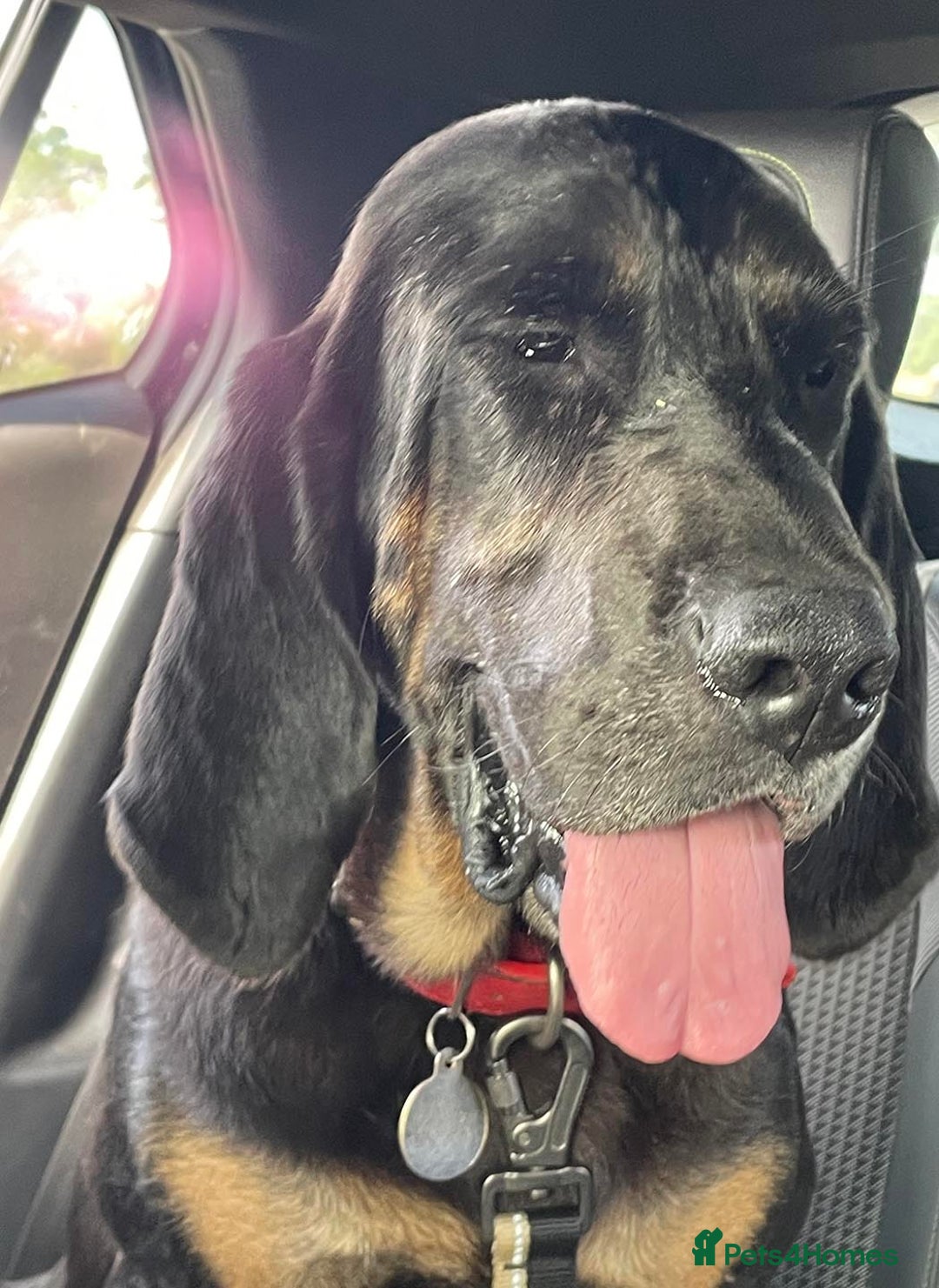 Bloodhound dogs for sale:  Esther, six-year-old female bloodhood - Image 4