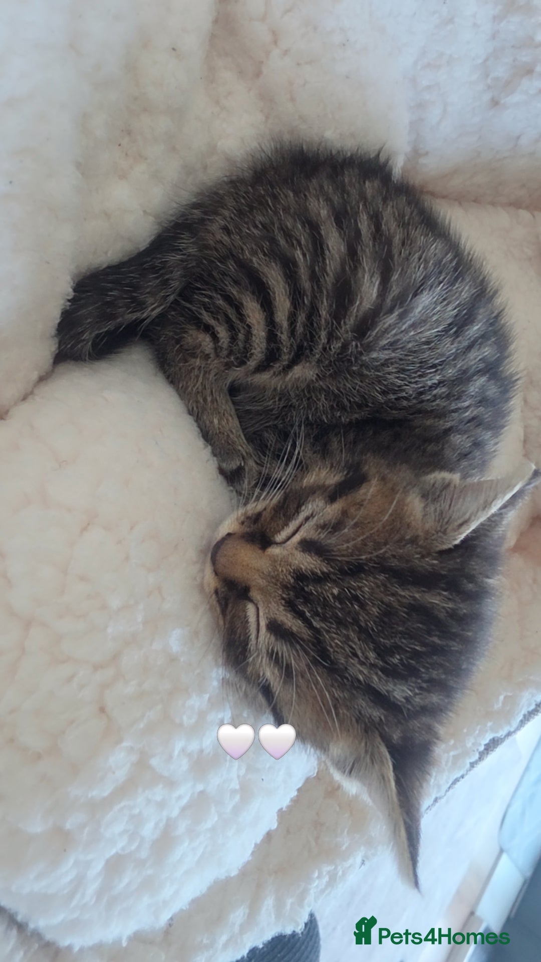 Mixed Breed cats Kitten - Advert 2