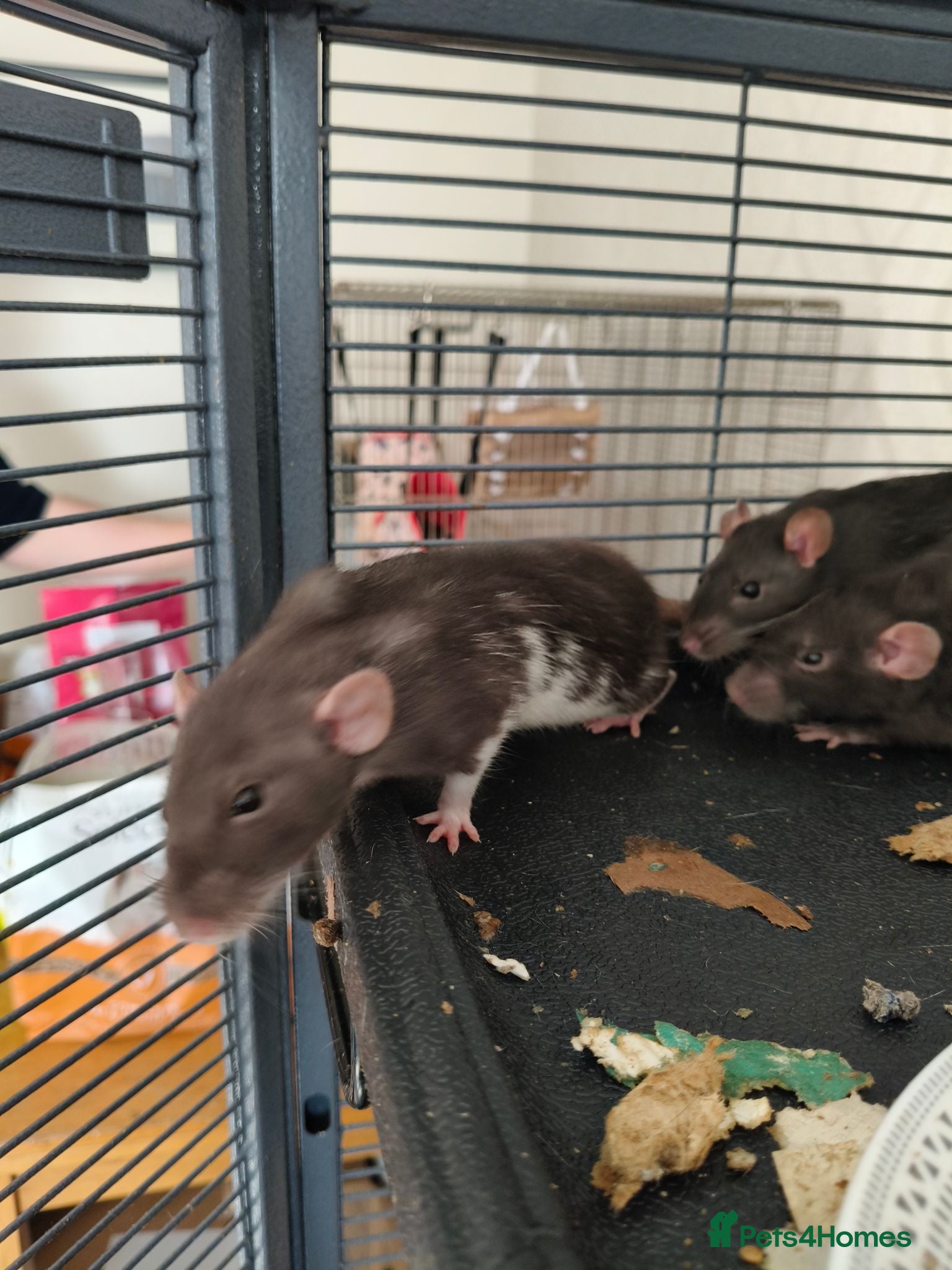 Rat rodents Baby girl rats! Mixed colours available  - Advert 2