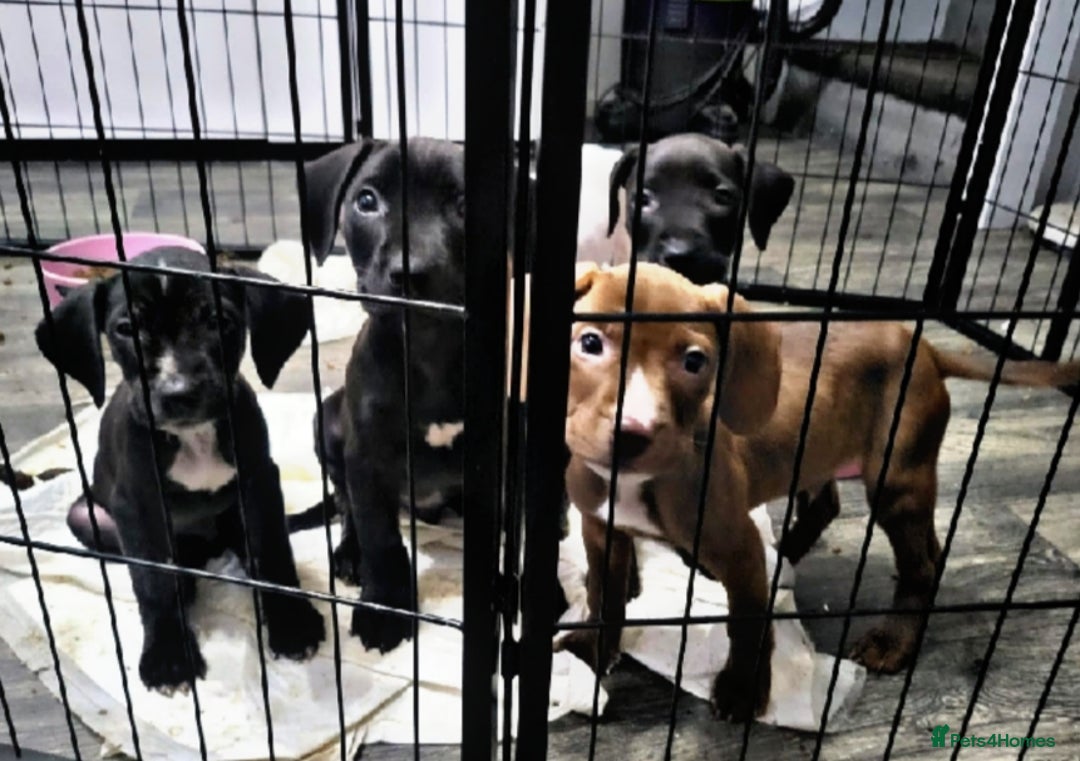Mixed Breed dogs for sale: Beautiful mixed breed puppies - Image 16