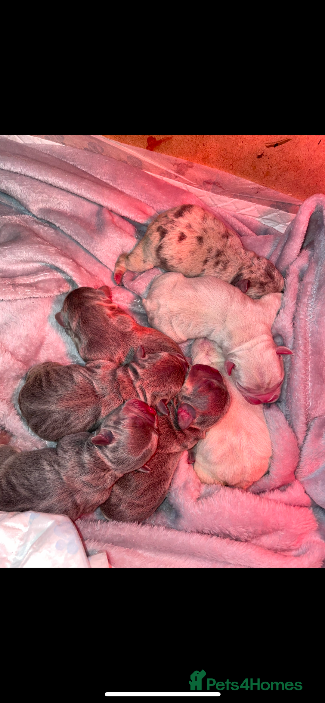 French Bulldog dogs for sale: 8 weeks-Stunning Pink & lilac French bulldog pups  - Image 1