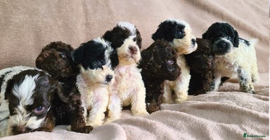 Cockapoo dogs - Advert 8
