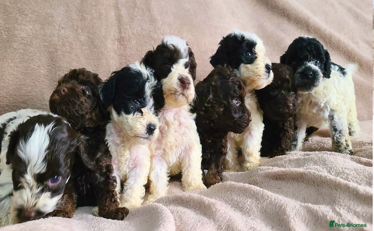 Cockapoo dogs - Advert 3