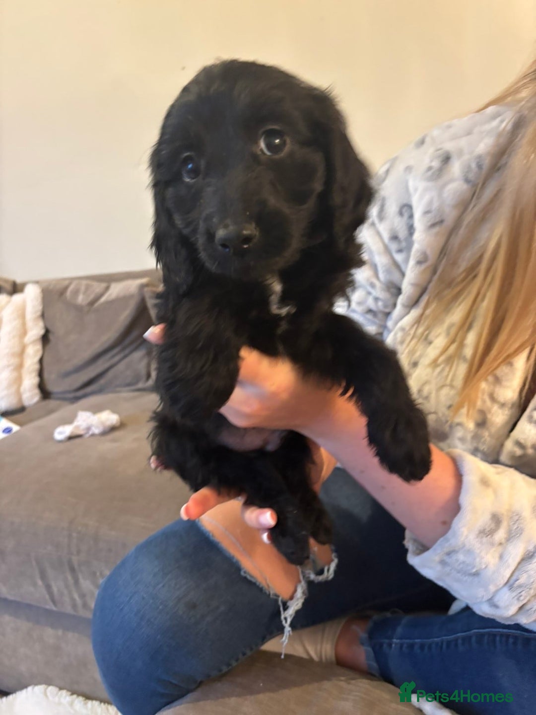 Cockapoo dogs for sale: Cockerpoos - Image 2