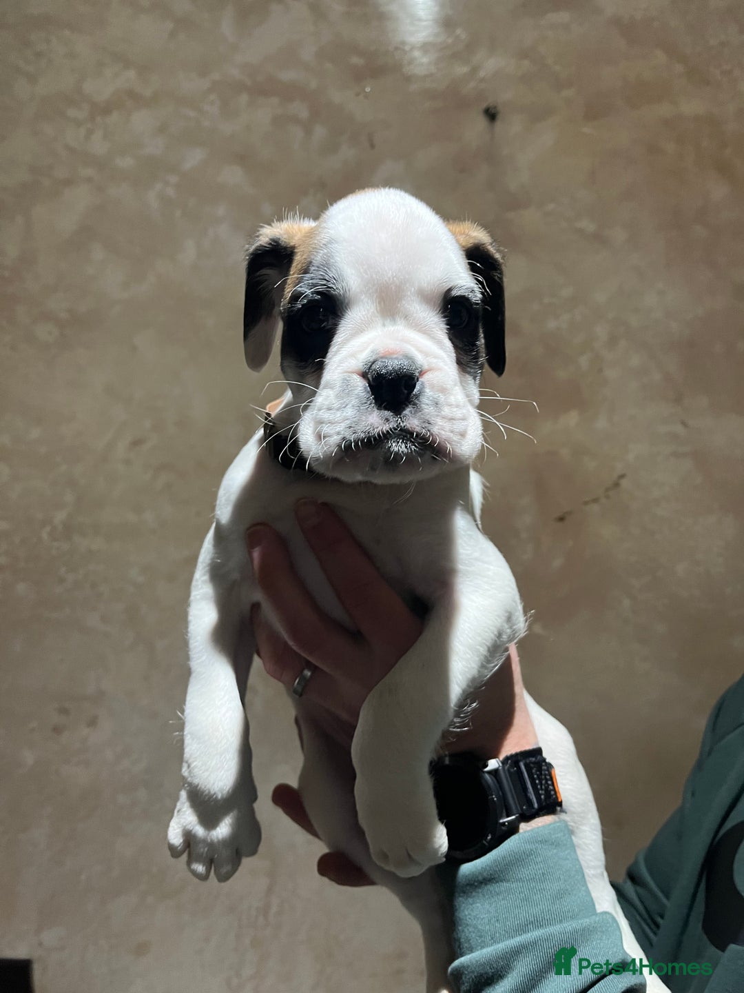 Boxer dogs for sale: Boxer puppies for sale  - Advert 12