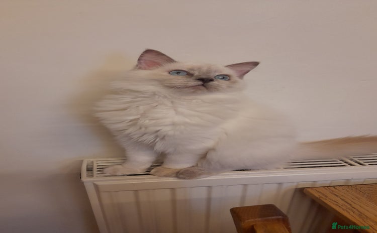 Ragdoll cats - Advert 3