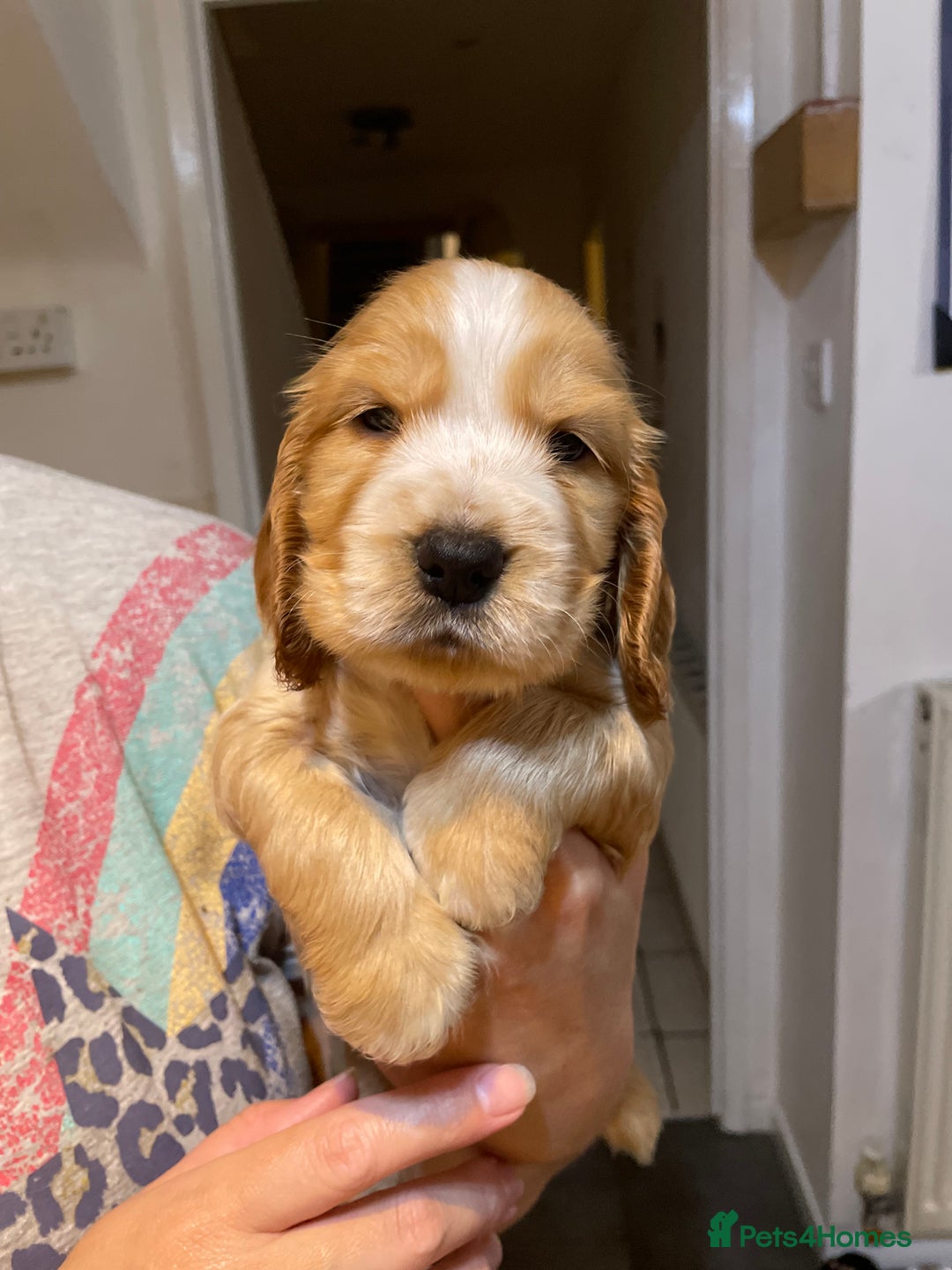 Cocker Spaniel dogs for sale: Cocker spaniel puppies  - Image 1
