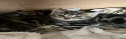 Mixed Breed cats for sale: Bengal/Russian blue kittens  - Advert 10