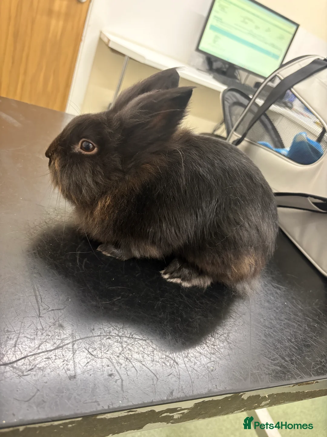 Lionhead rabbits for sale: Black lionhead male  - Advert 2