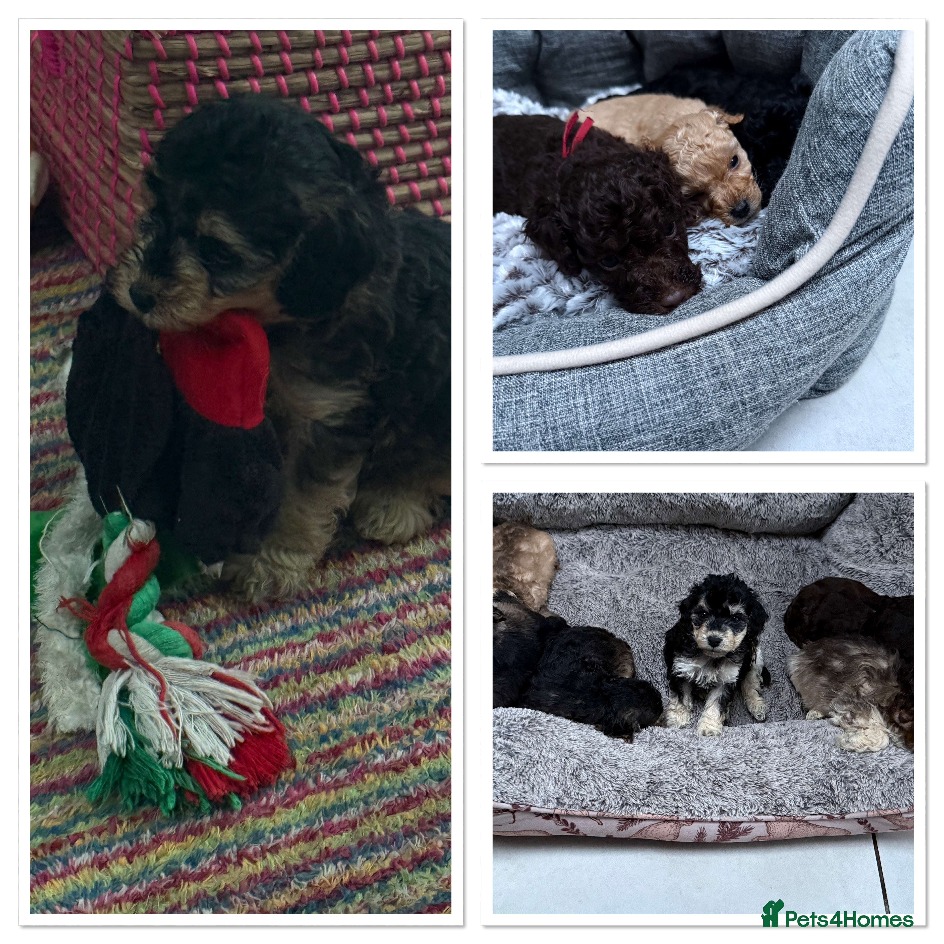 Cockapoo dogs Stunning Litter of 10 Cockapoo Puppies - Advert 9