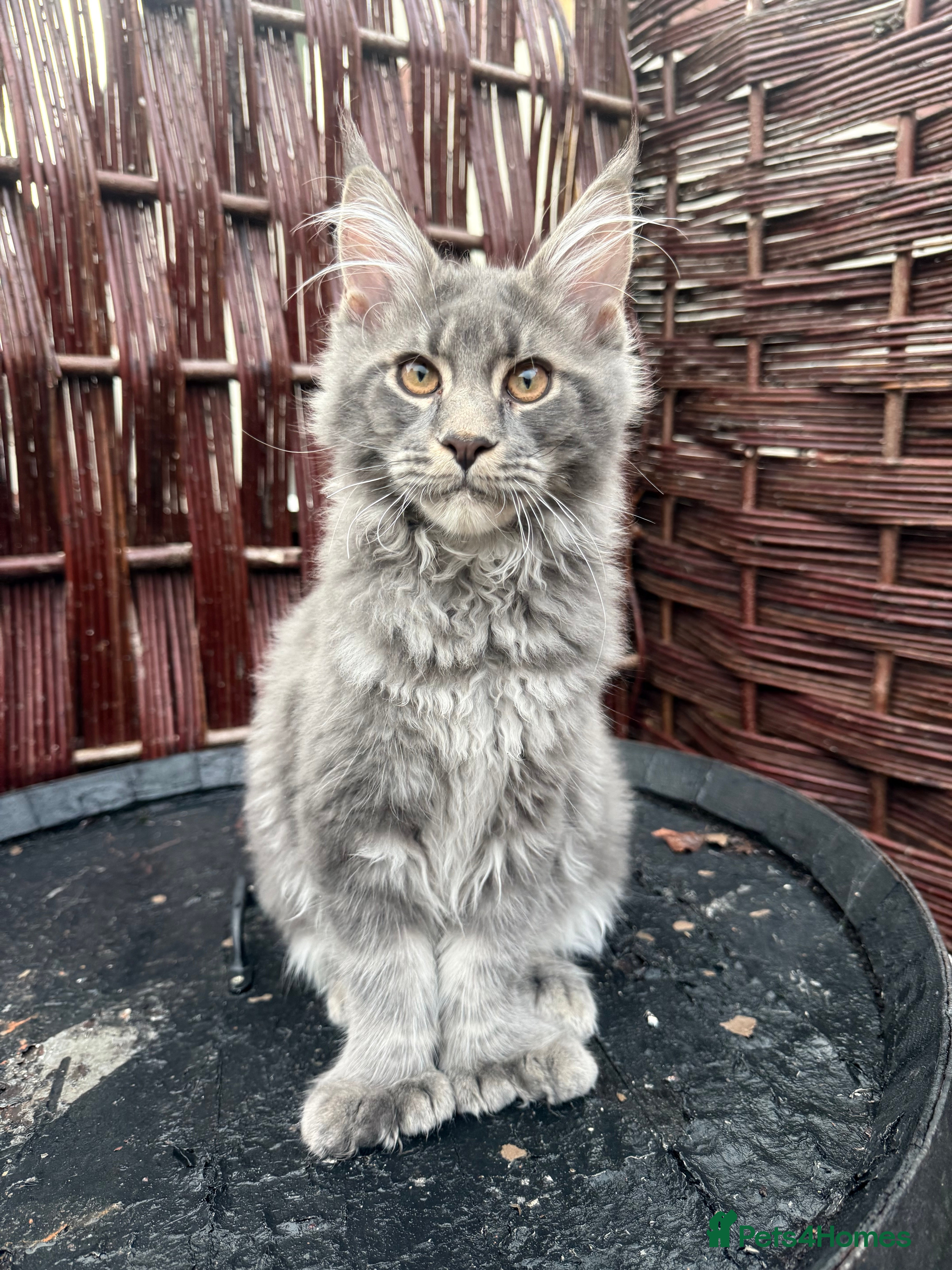 Maine Coon cats Polydactyl and non polydactyl kittens  - Advert 5