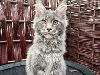 Maine Coon cats Polydactyl and non polydactyl kittens - Advert 5