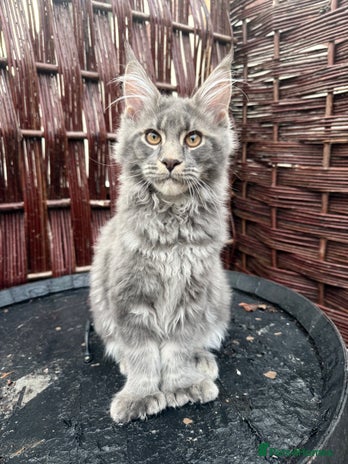 Maine Coon cats Polydactyl and non polydactyl kittens - Advert 9
