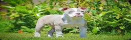 Olde English Bulldogge dogs for sale: 23❤️YEARS❤️5⭐️RATED❤️LICENSED❤️PROFESSIONALS❤️ - Advert 4