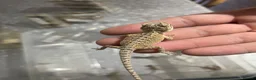 Bearded Dragon reptiles for sale: Bearded dragons  in Dover - Advert 3