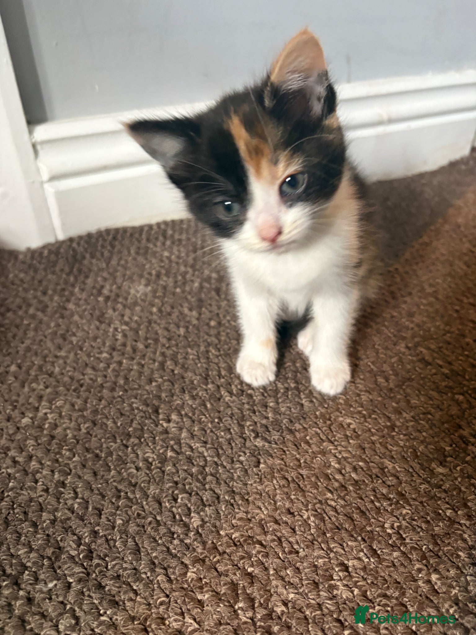 Mixed Breed cats 3 beautiful kittens for sale  - Advert 1