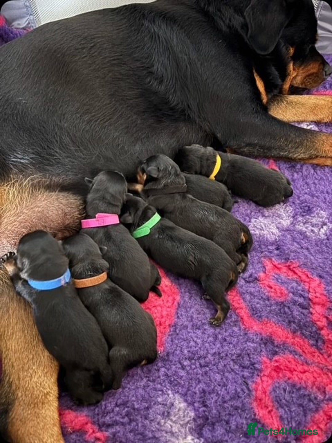 Rottweiler dogs for sale:  Rottweiler Puppies - READY NOW! 2 LEFT!  - Image 3
