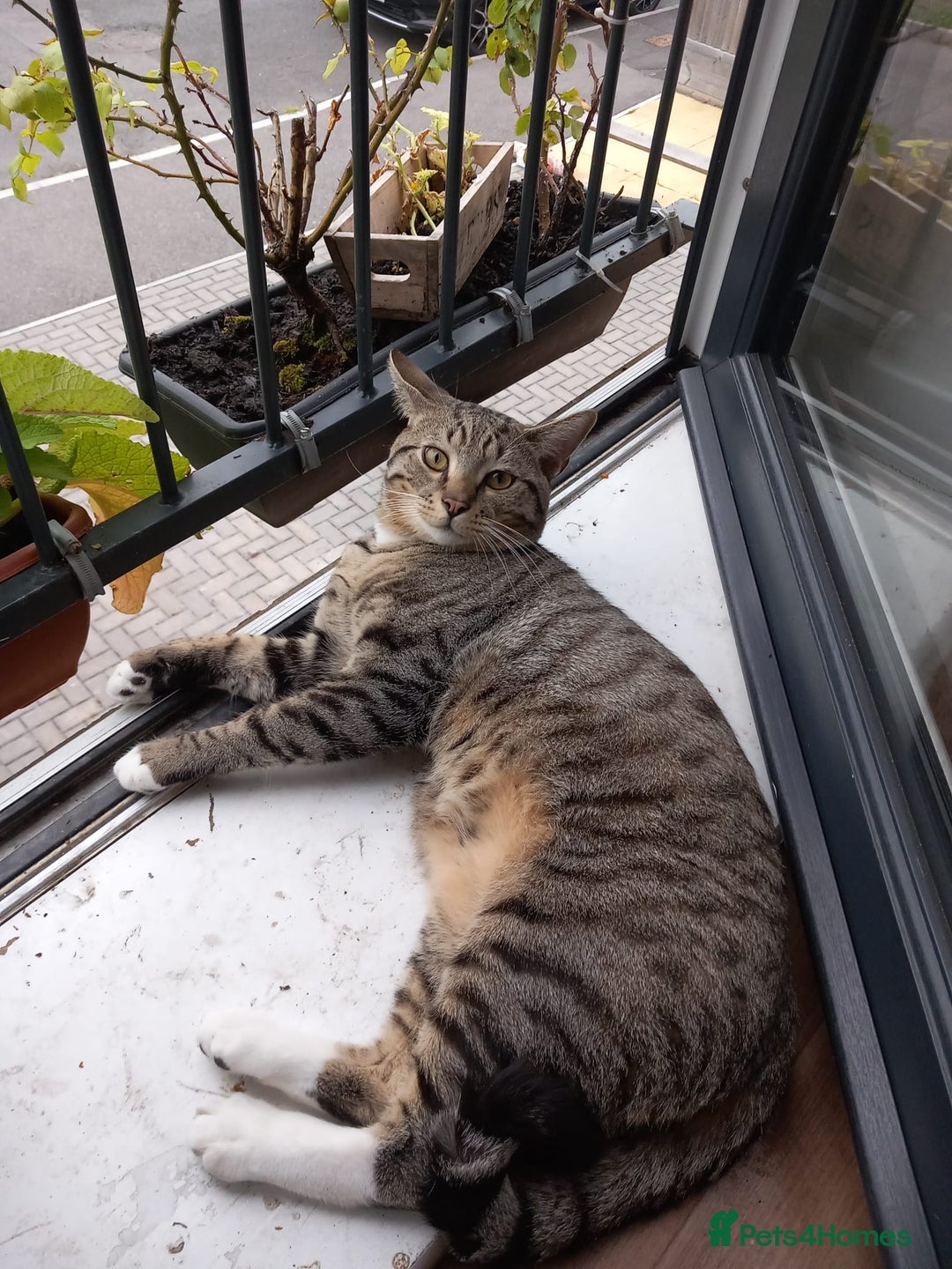 Mixed Breed cats for sale: Kittens F5 savannah - Image 10