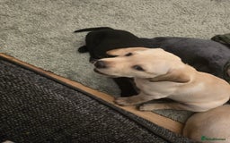 Labrador Retriever dogs for sale: Labrador puppies - Image 2