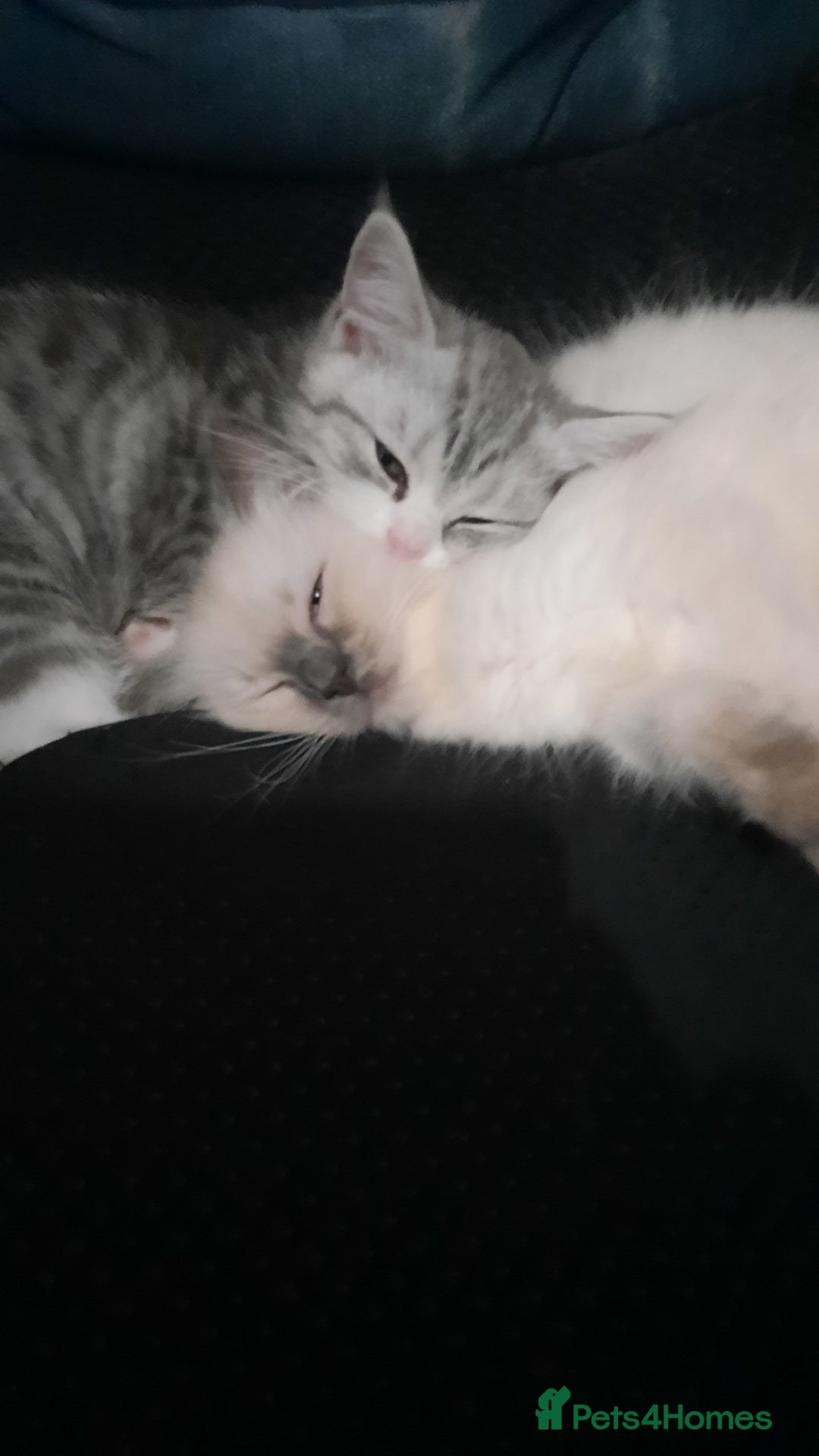 Ragdoll cats for sale:  Ragdoll Tortie - Advert 8