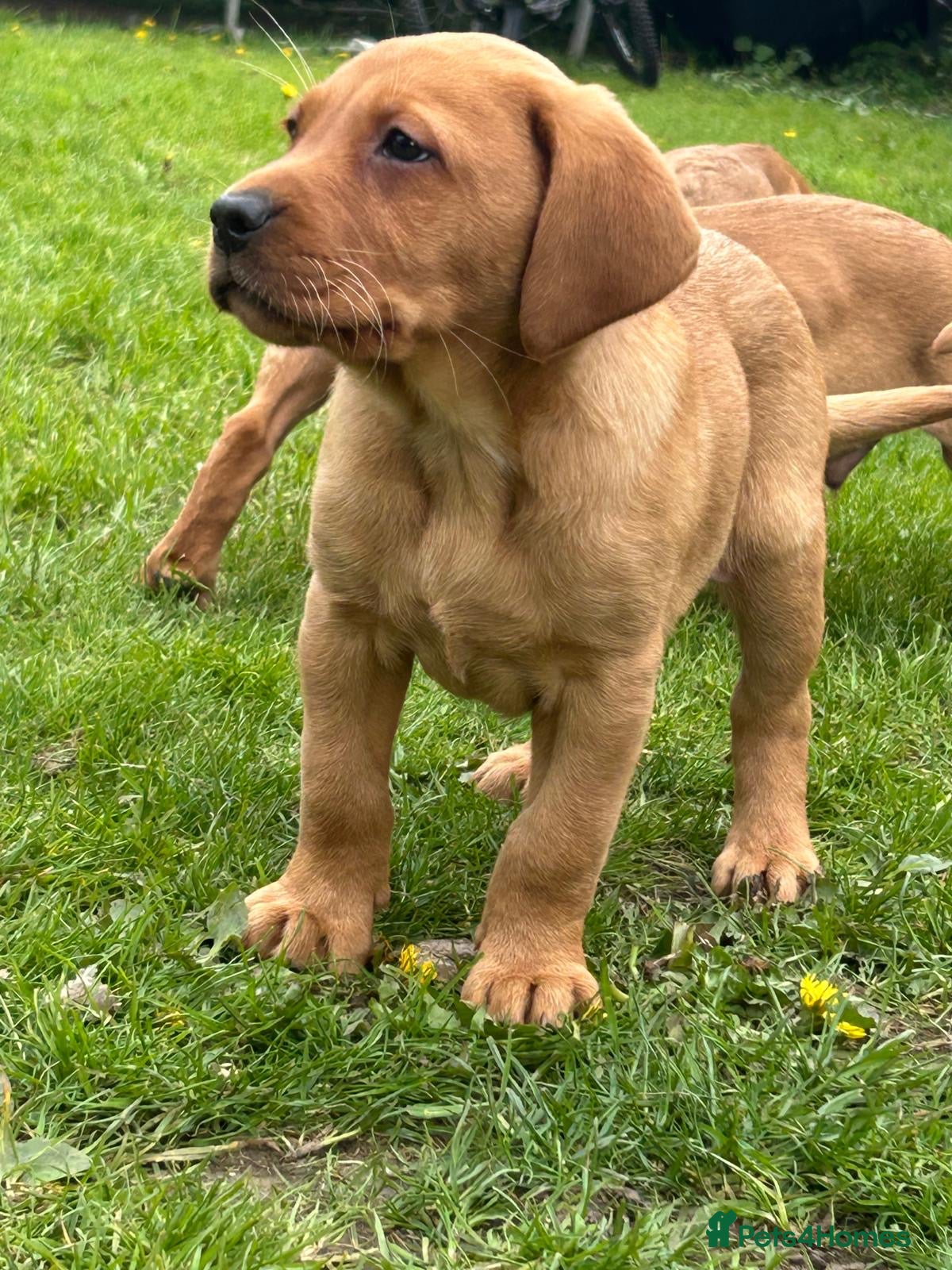 Labrador Retriever dogs Outstanding Labrador puppies  - Advert 1