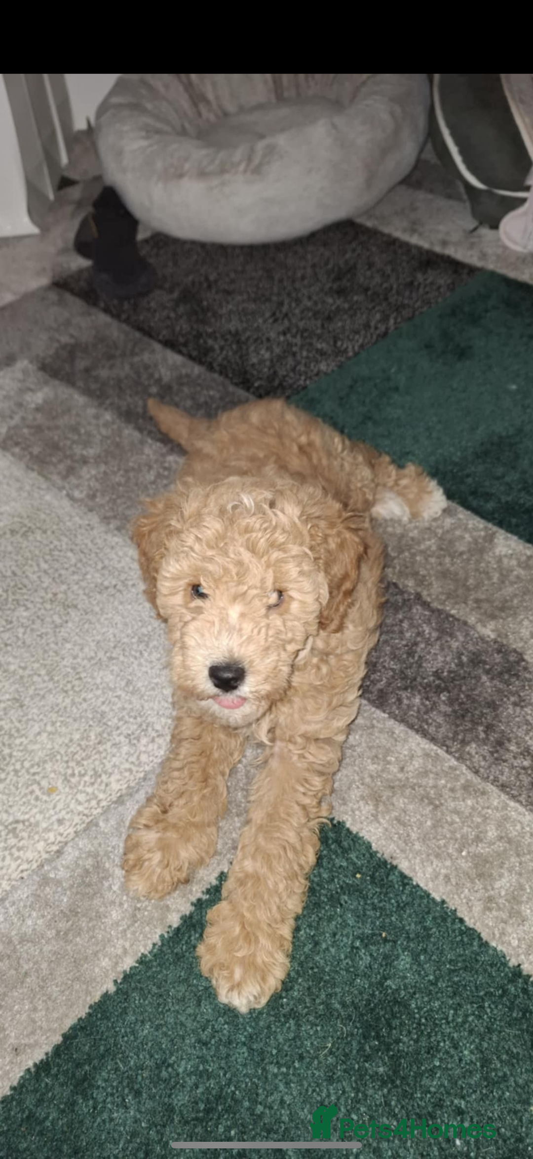 Miniature Poodle dogs for sale: Miniature Poodle male puppy - Advert 5
