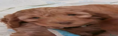 Cockapoo 1