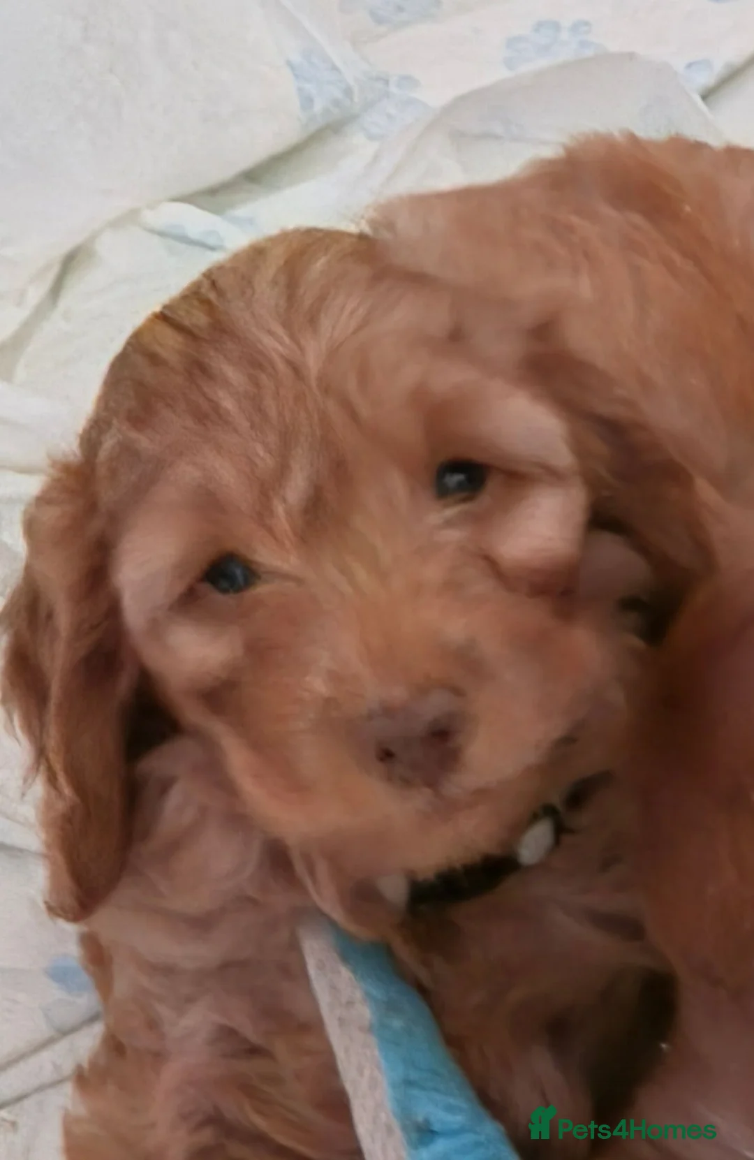Cockapoo dogs for sale: Last stunning male left - Advert 2