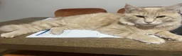 Maine Coon cats for sale: Maine Coon Male 7 months - cream/light ginger  - Advert 10