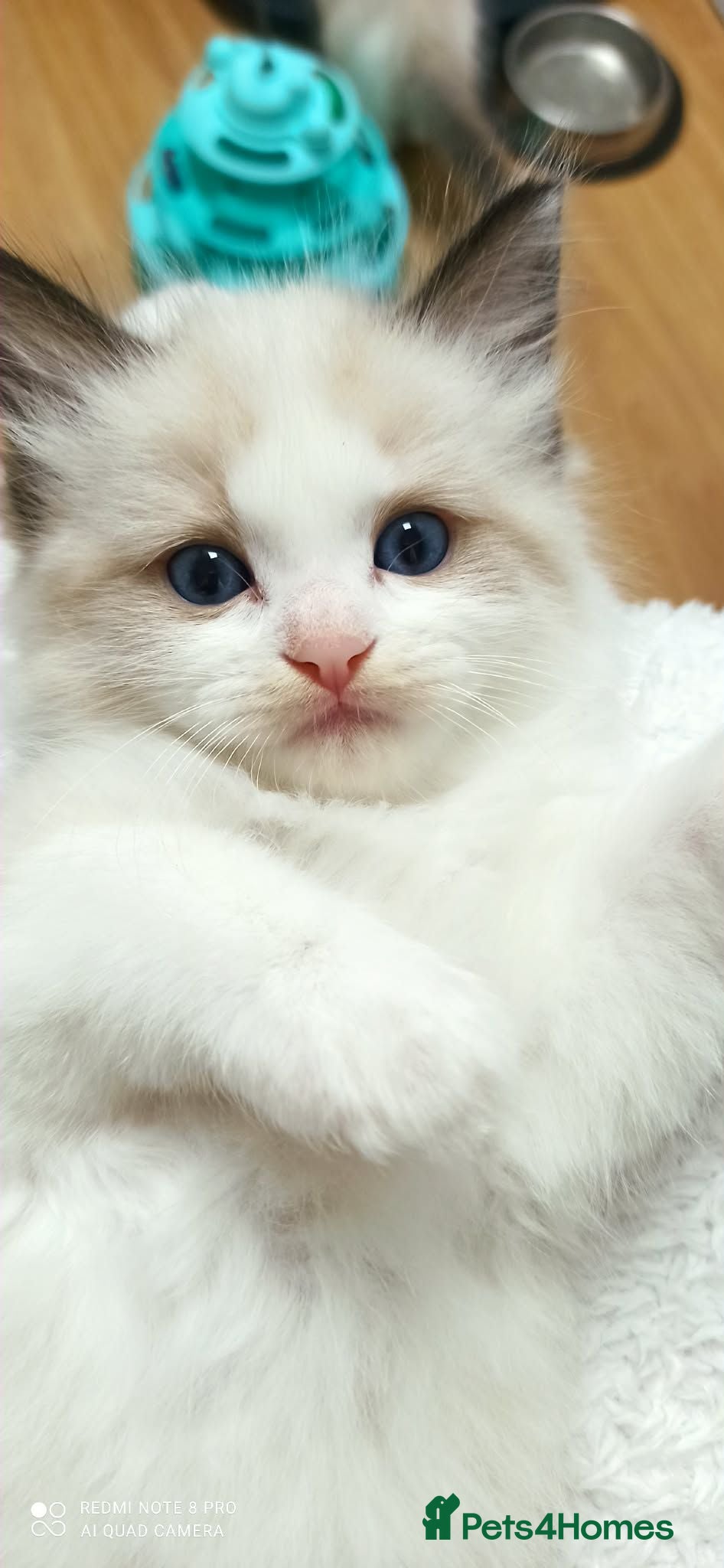 Ragdoll cats 🏆🎖 Premium GCCF Ragdoll Kittens Grand bloodlines - Advert 17