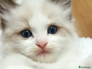 Ragdoll cats 🏆🎖 Premium GCCF Ragdoll Kittens Grand bloodlines - Advert 17