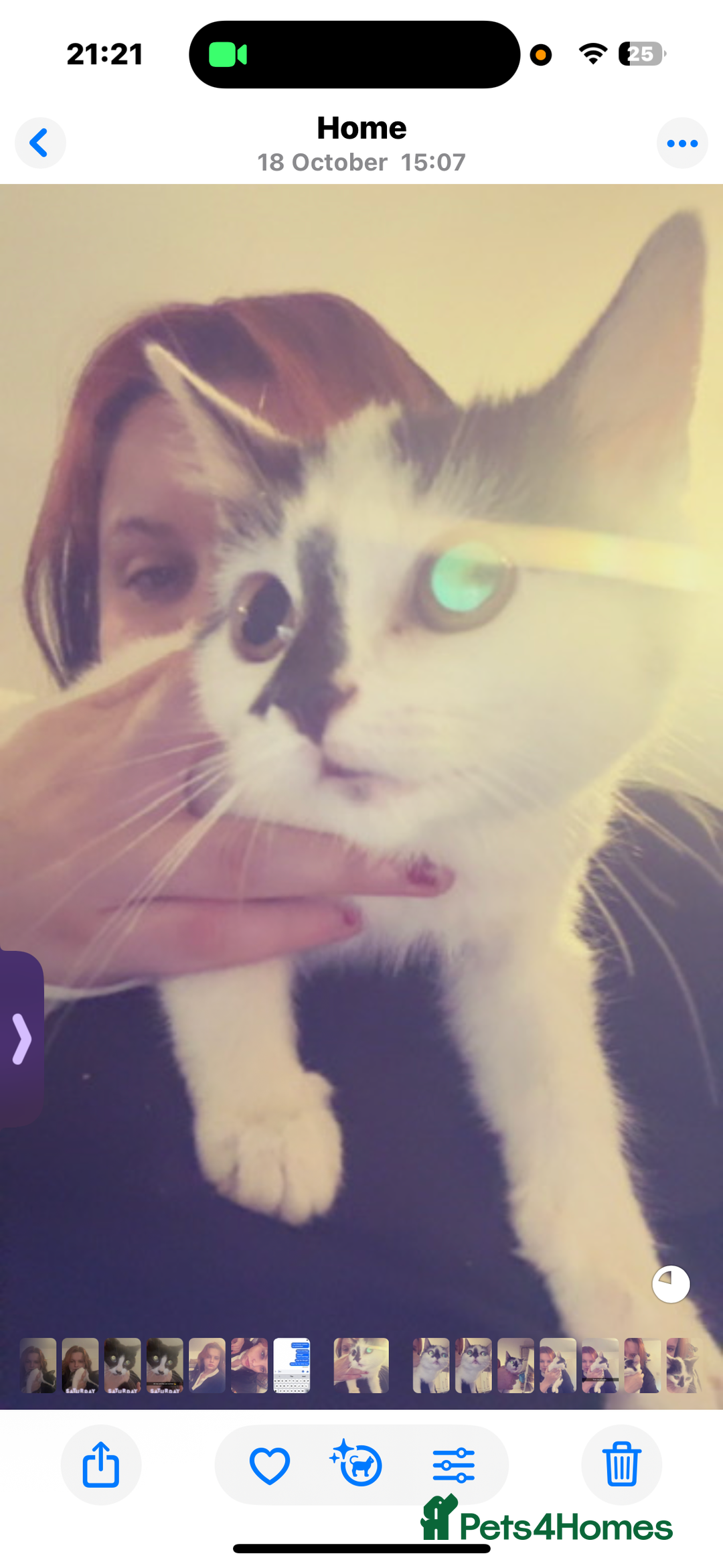 Domestic Shorthair cats for sale: Rescue cats- 20 in total rescued  - Advert 14