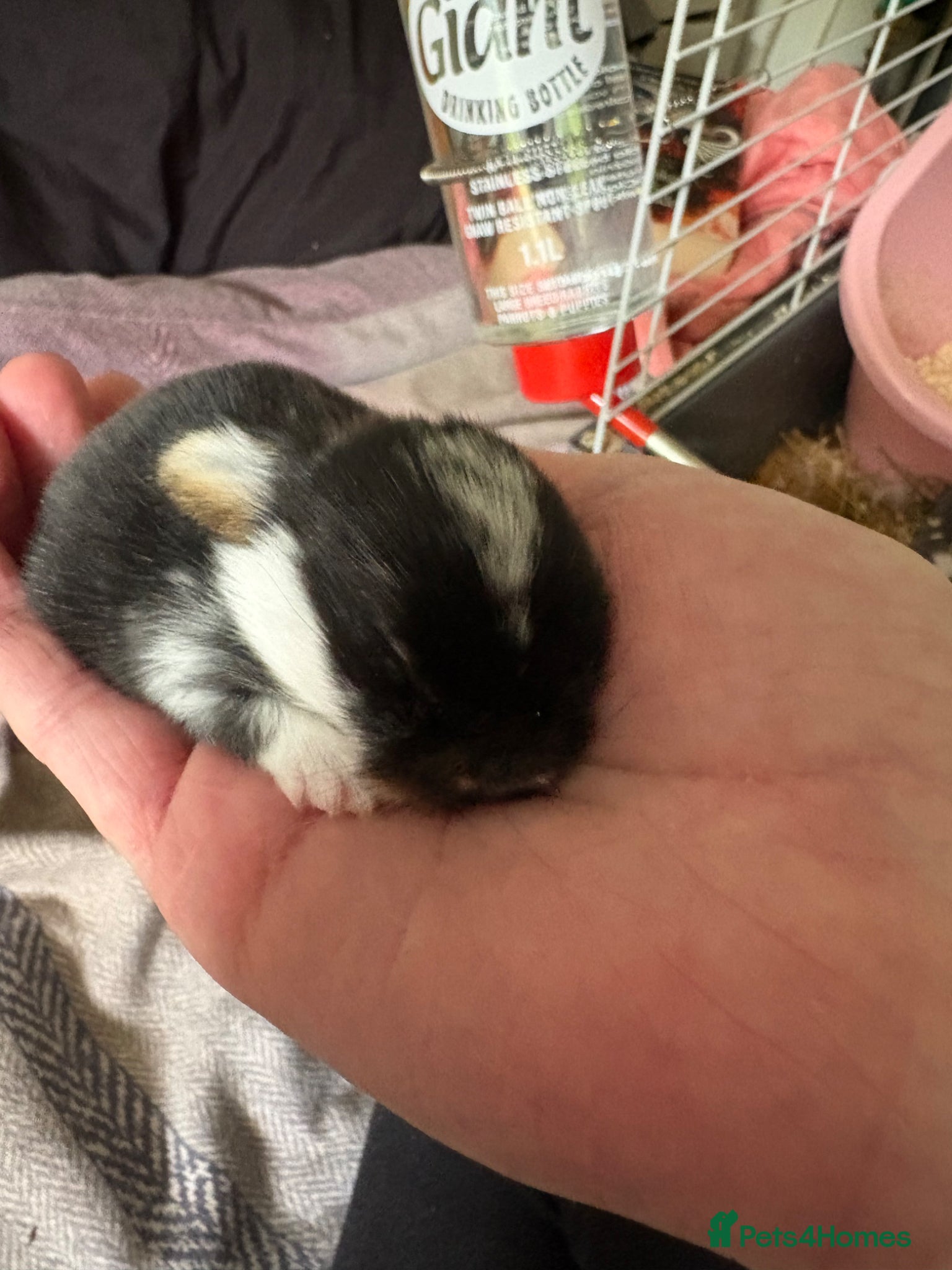Mini Lop rabbits for sale: mini lop babies  in Callander - Advert 6