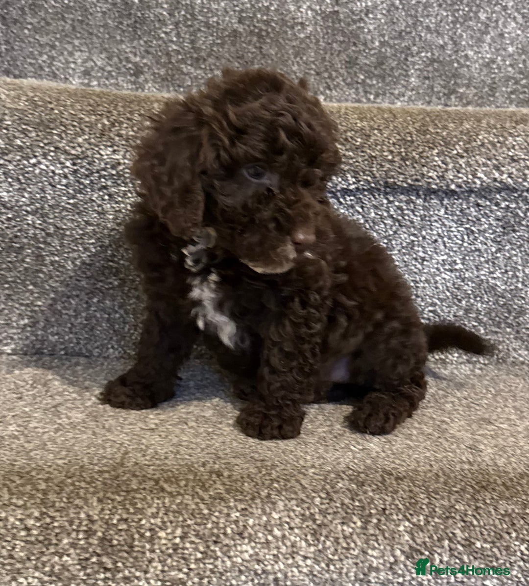 Cockapoo dogs for sale: F1 truly stunning Cockerpoo puppies ready to leave - Advert 8