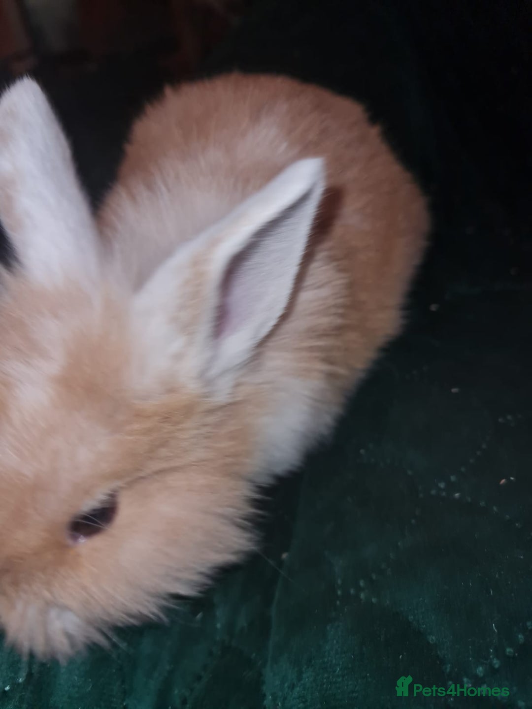 Lionhead rabbits for sale: Lionhead cross kits  - Advert 5