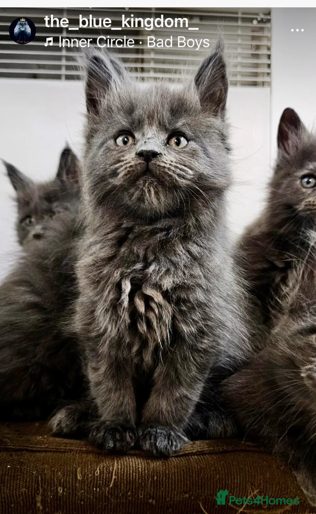 Maine Coon cats for sale: 💙*🦁*BLUE MAINE COON*💎*KITTENS*🦁*💙 - Advert 1