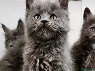 Maine Coon cats 💙*🦁*BLUE MAINE COON*💎*KITTENS*🦁*💙 - Advert 1