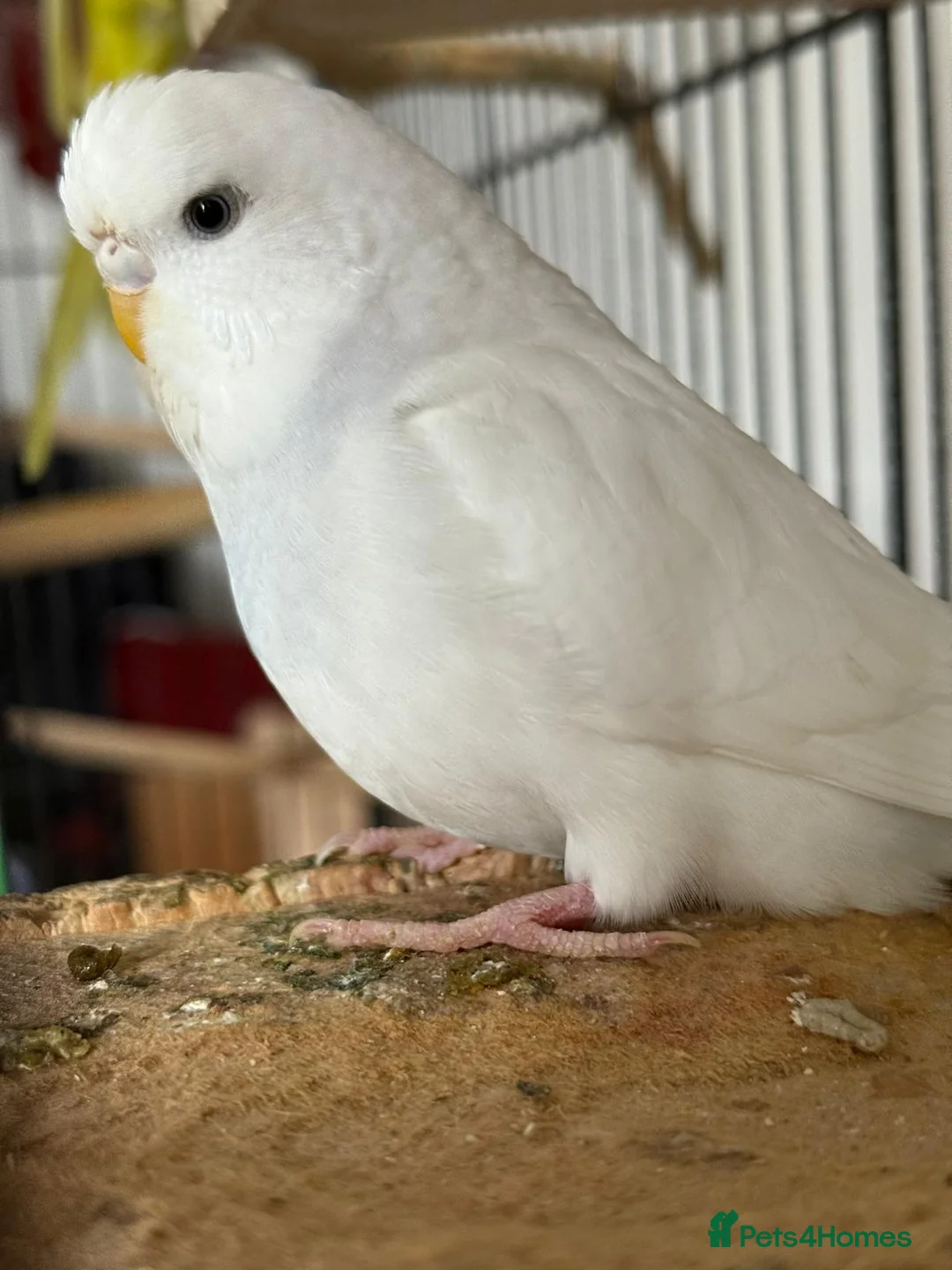 Budgerigars birds for sale: Budgerigar budgies   - Advert 2