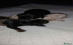 Dachshund dogs for sale: 3 Stunning boy puppies for sale - Image 15