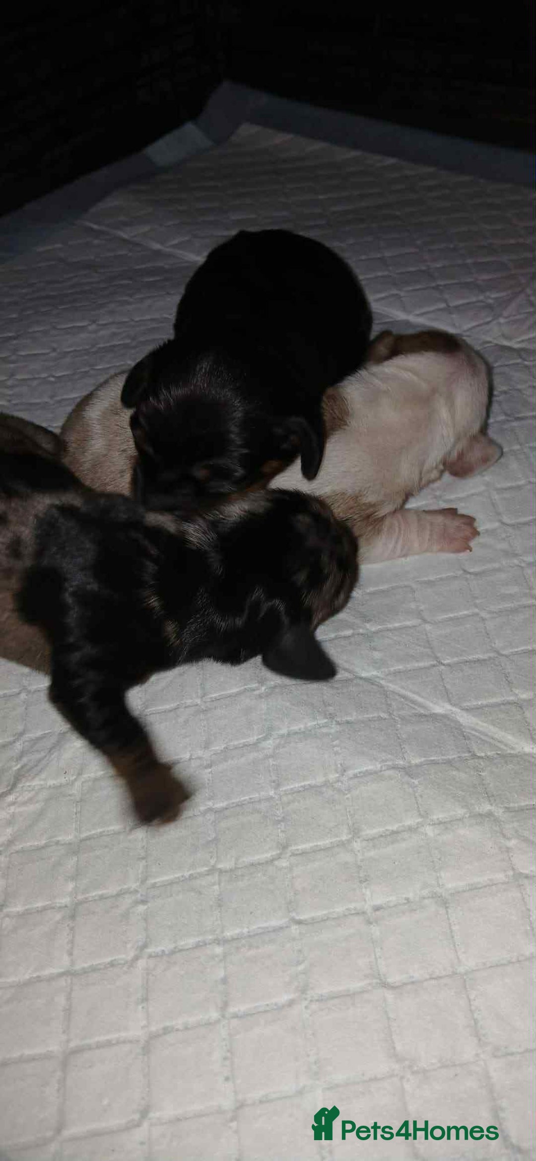 Dachshund dogs for sale: 3 Stunning boy puppies for sale - Image 15